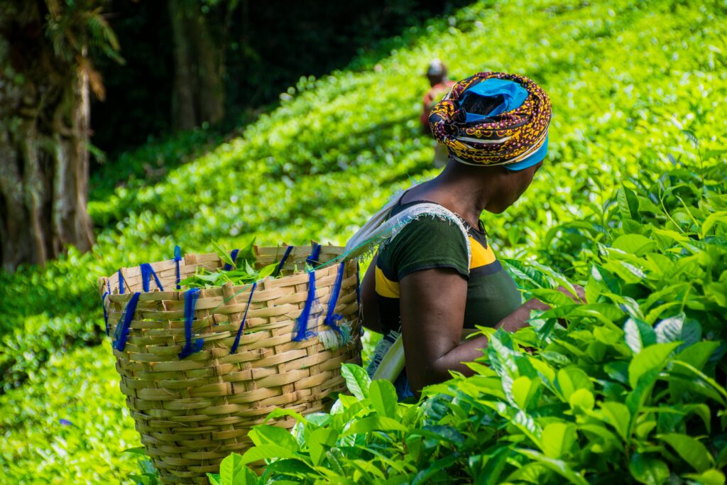 A woman working in tea fields, plucking tea leaves alone.