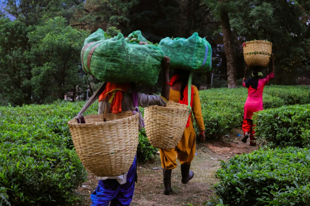 Depiction of gender biasness through this frame where three women are bearing the burden of heavy agricultural duties.