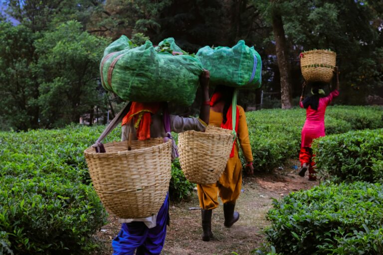 Depiction of gender biasness through this frame where three women are bearing the burden of heavy agricultural duties.