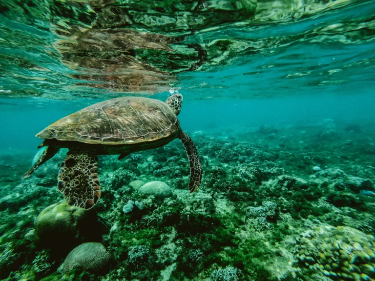 View from inside the ocean.