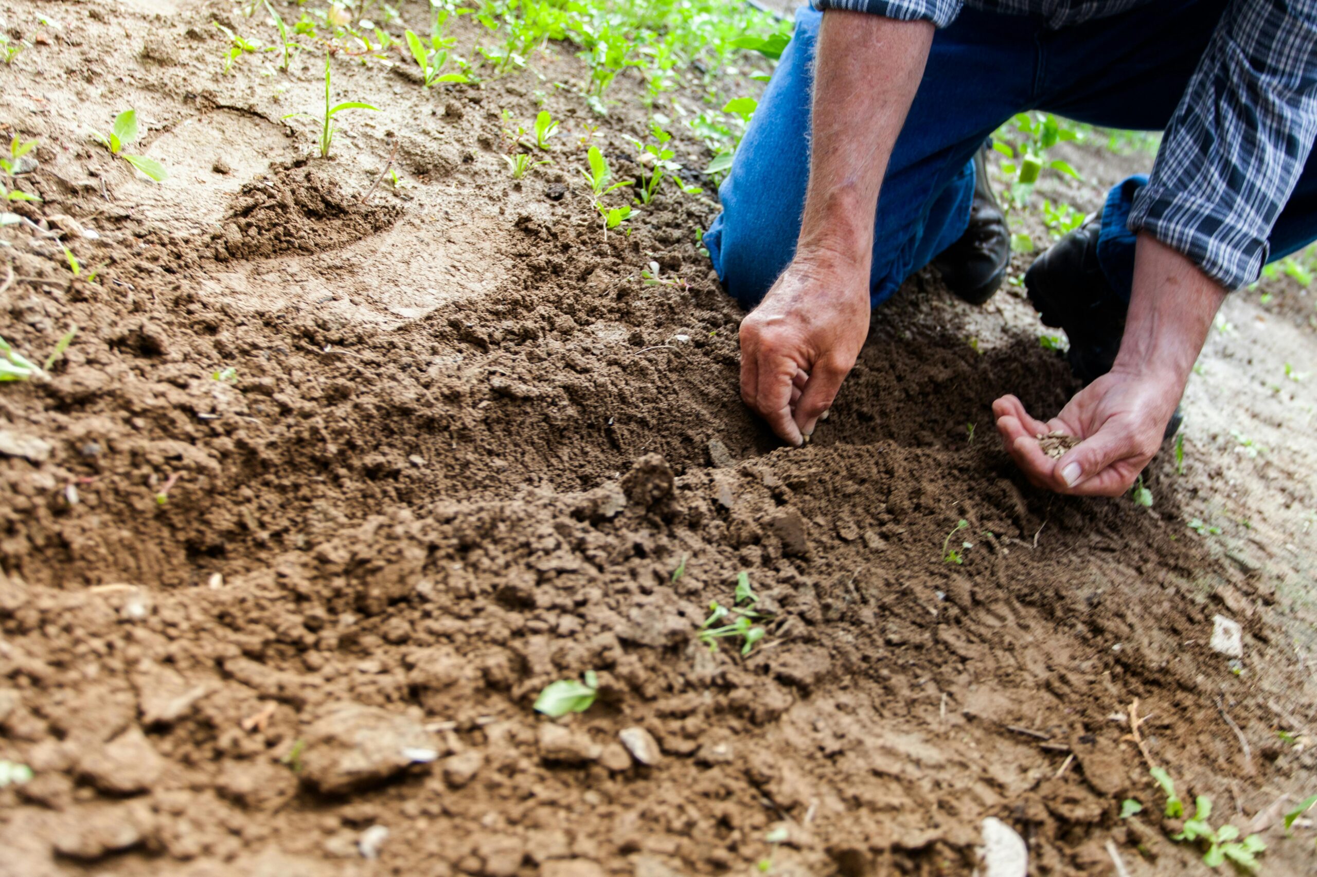 A person sowing seeds in the soil with his hands.