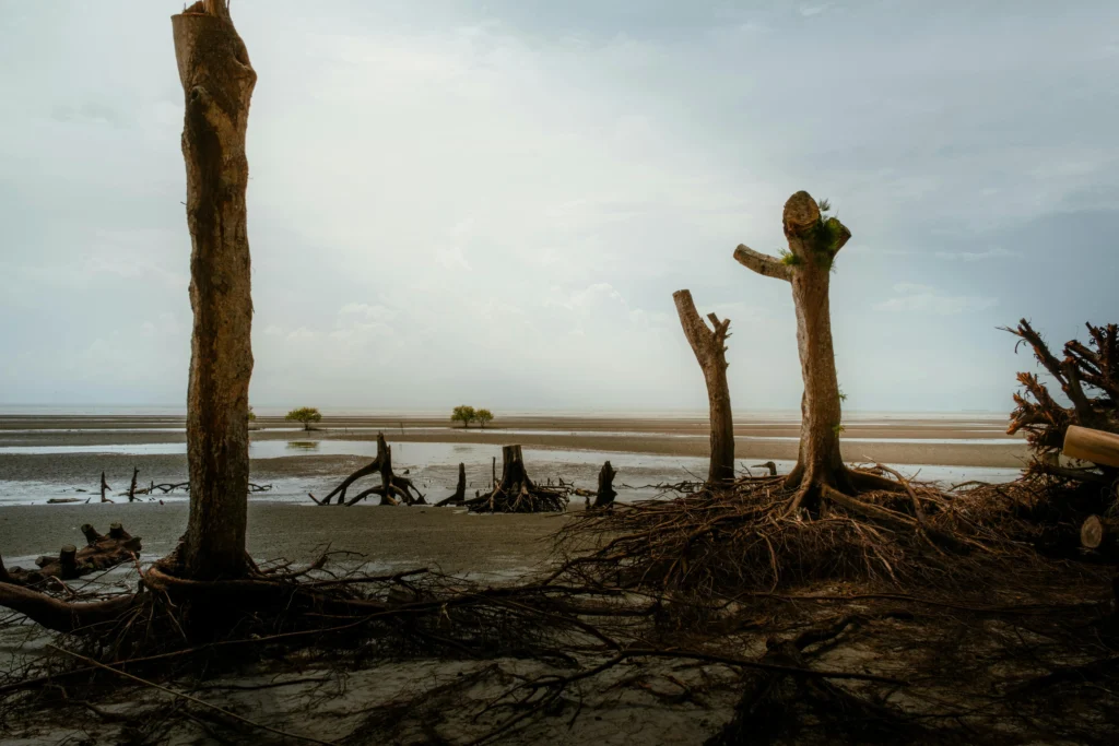 Deforested shoreline.