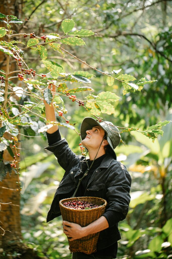 A farmer plucking berries cultivated  from agroforestry practice.