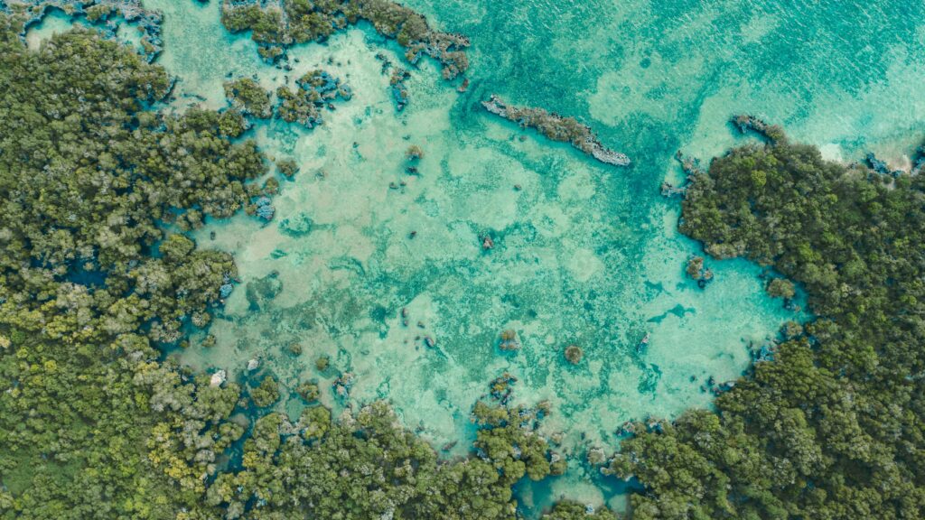 Aerial view of ocean's shoreline and mangroves.