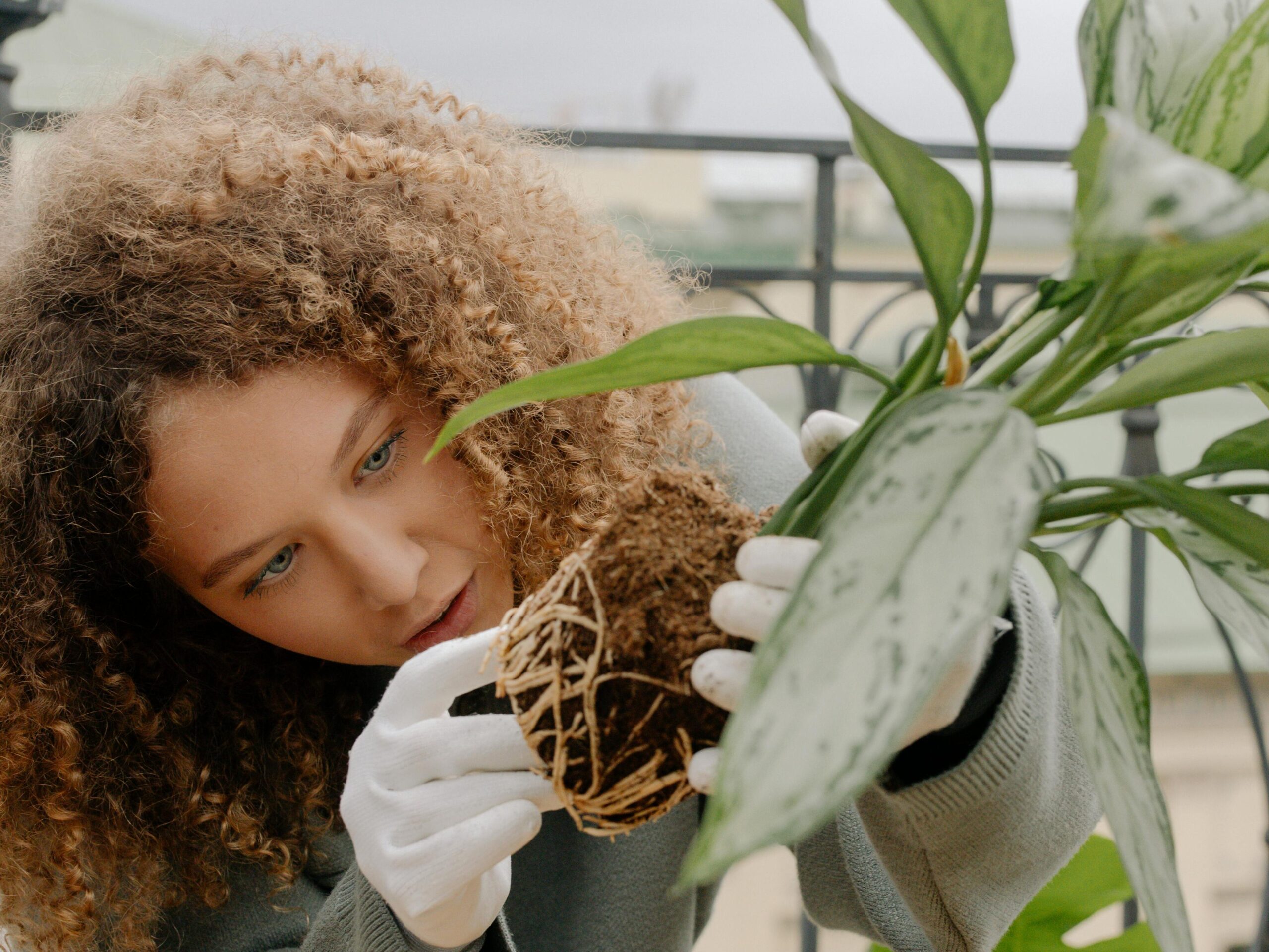 The woman is inspecting plant roots before transfering it to the pot.