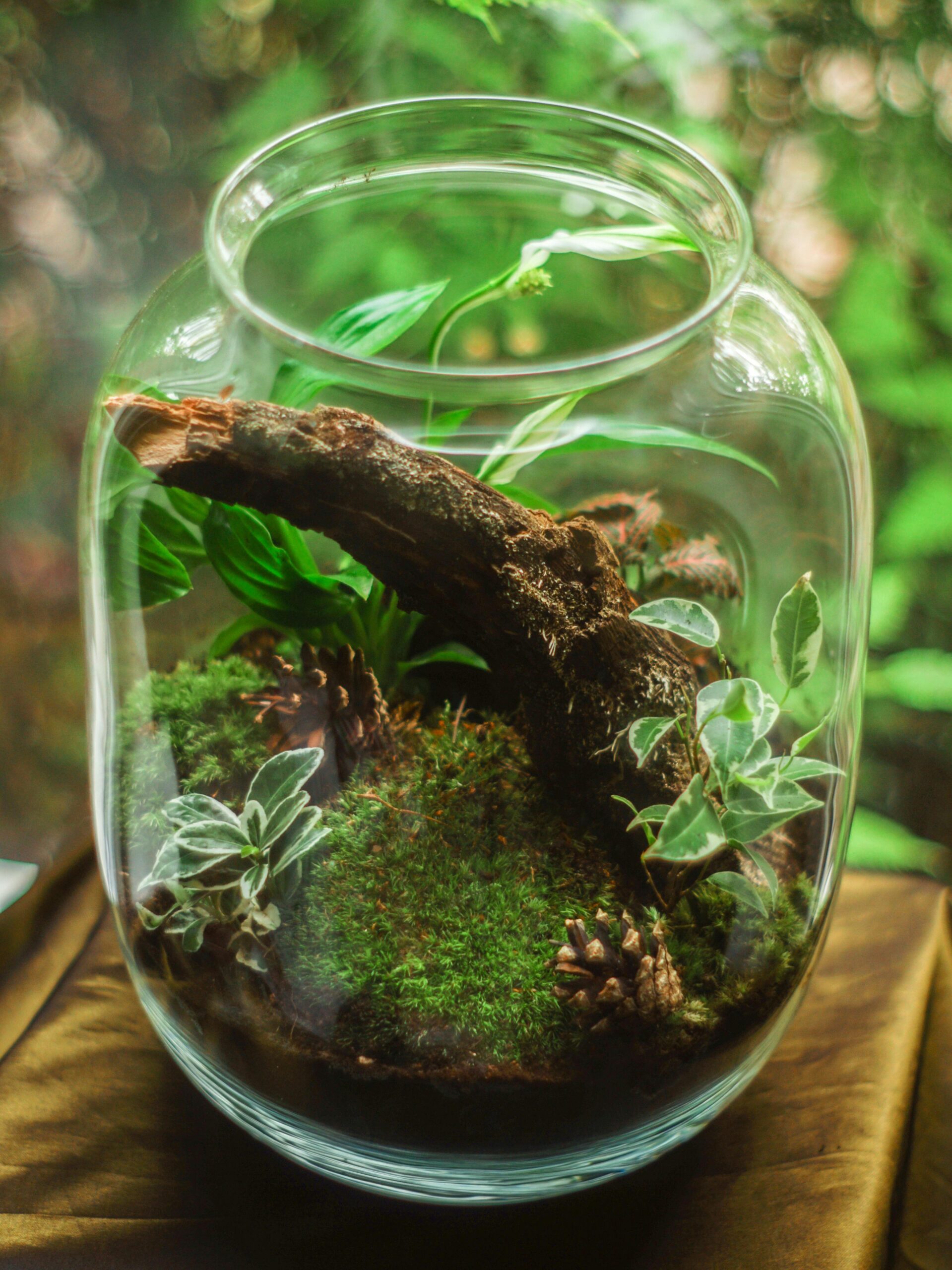 A terrarium, representing the green lifestyle.