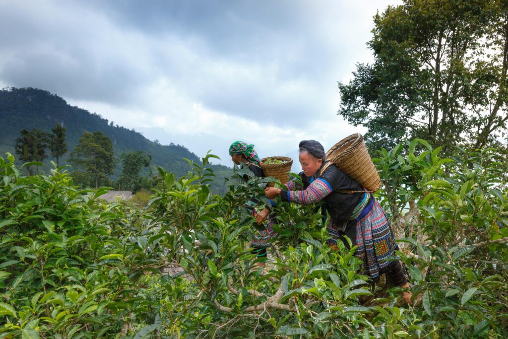 Women working the fields in summer.