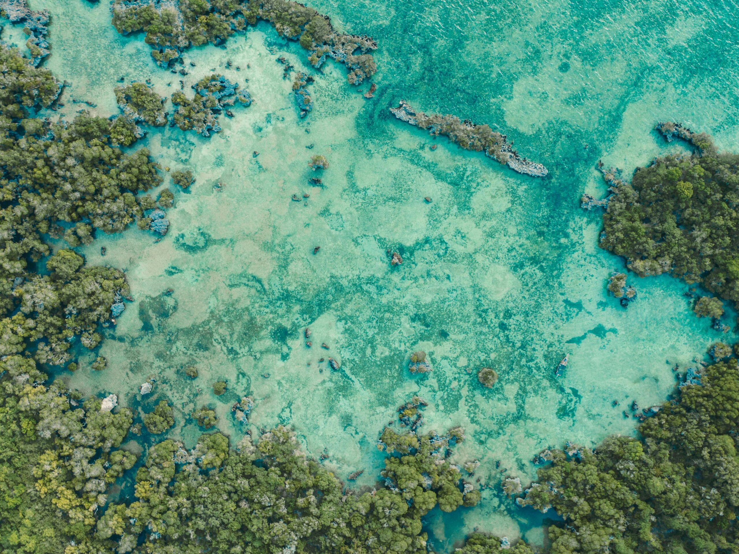 Aerial view of ocean's shoreline and mangroves.
