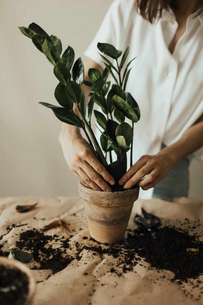 Planting in the pot.