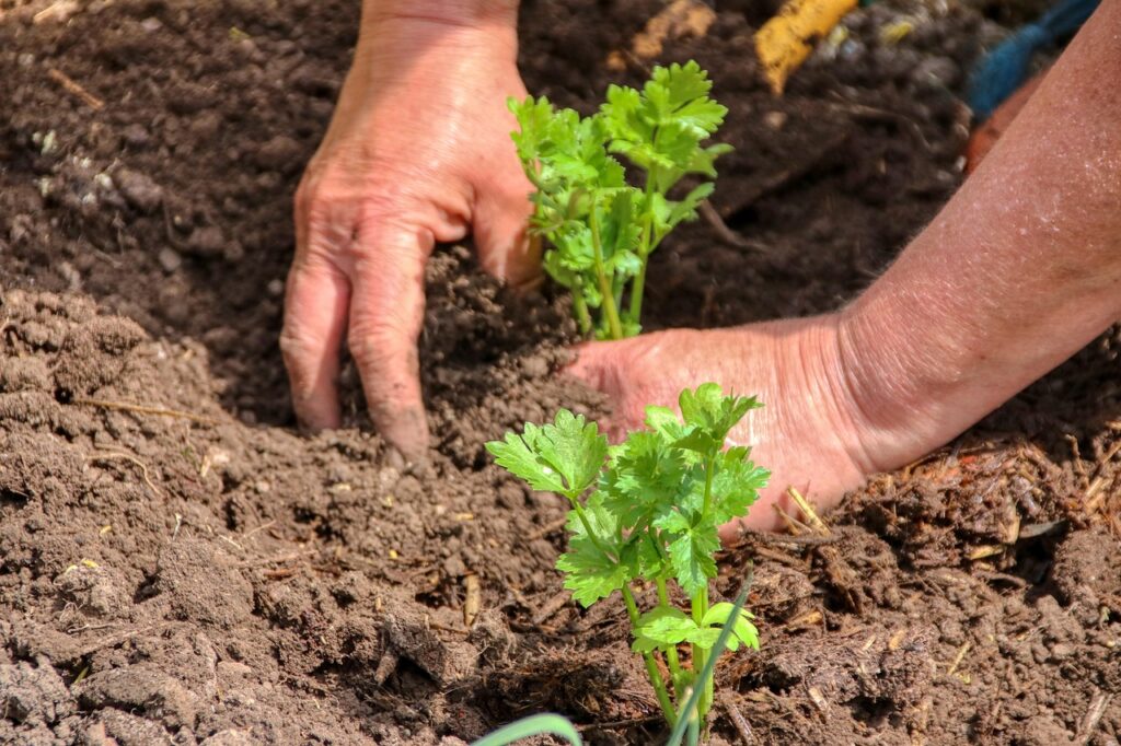 CO2 capture through plantation.