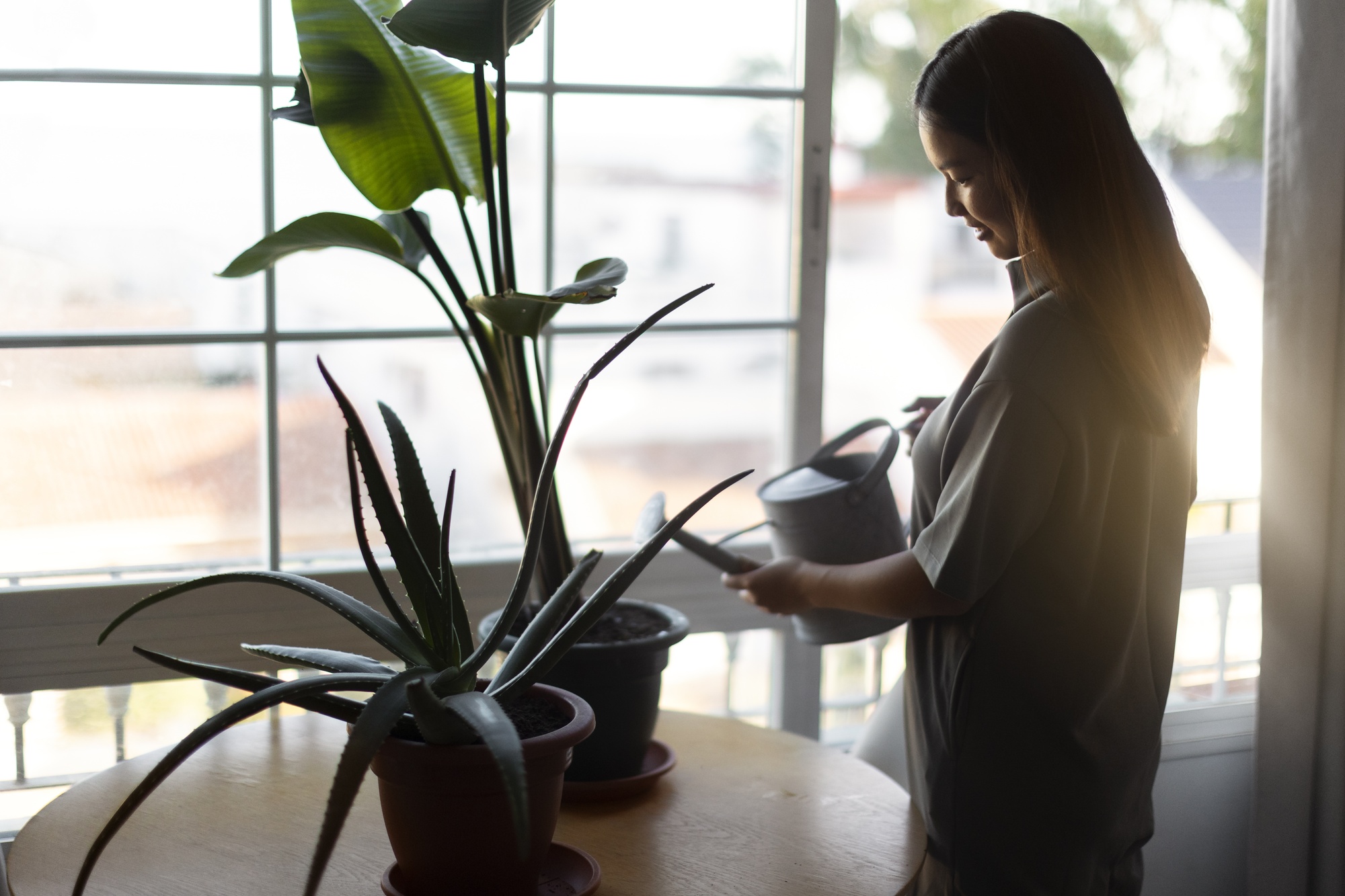 Apartment gardening: a woman watering her indoor plant.