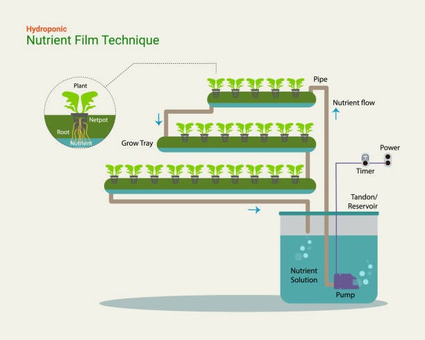 An illustration of plants growing in e-soil: nutrient film technique.