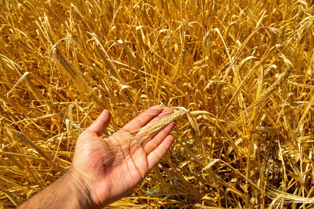 Lush wheat crop.