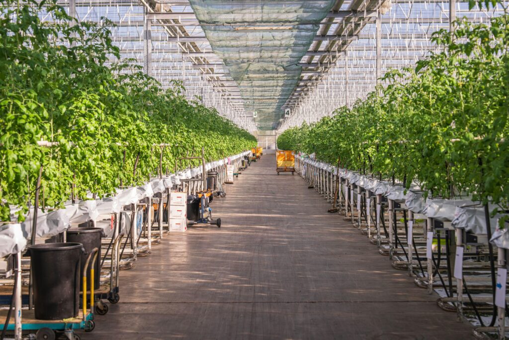Plant culture in a hydroponics' laboratory
