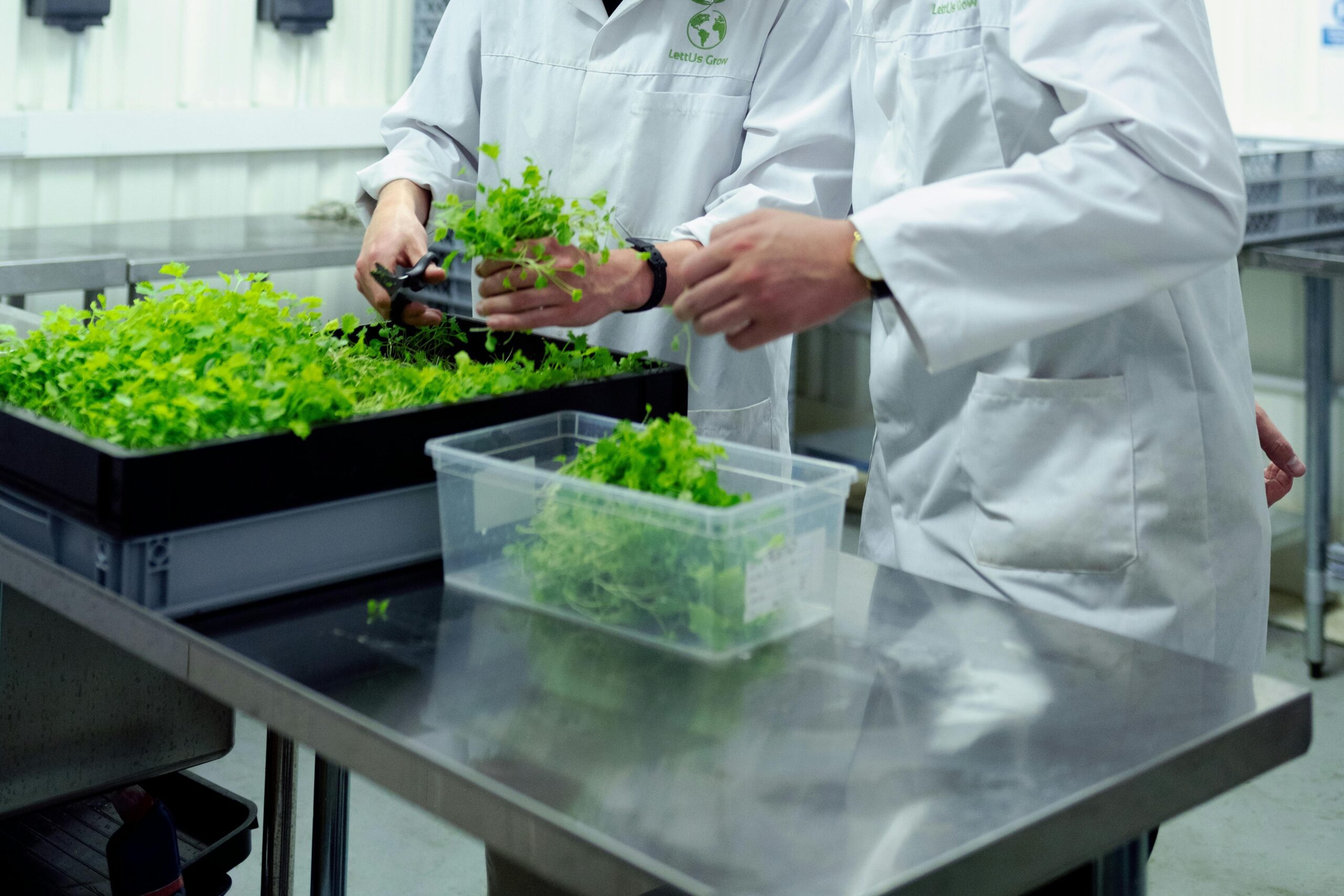 Representation of e-soil setup in a laboratory. Scientists are seen to harvest barley seedlings.
