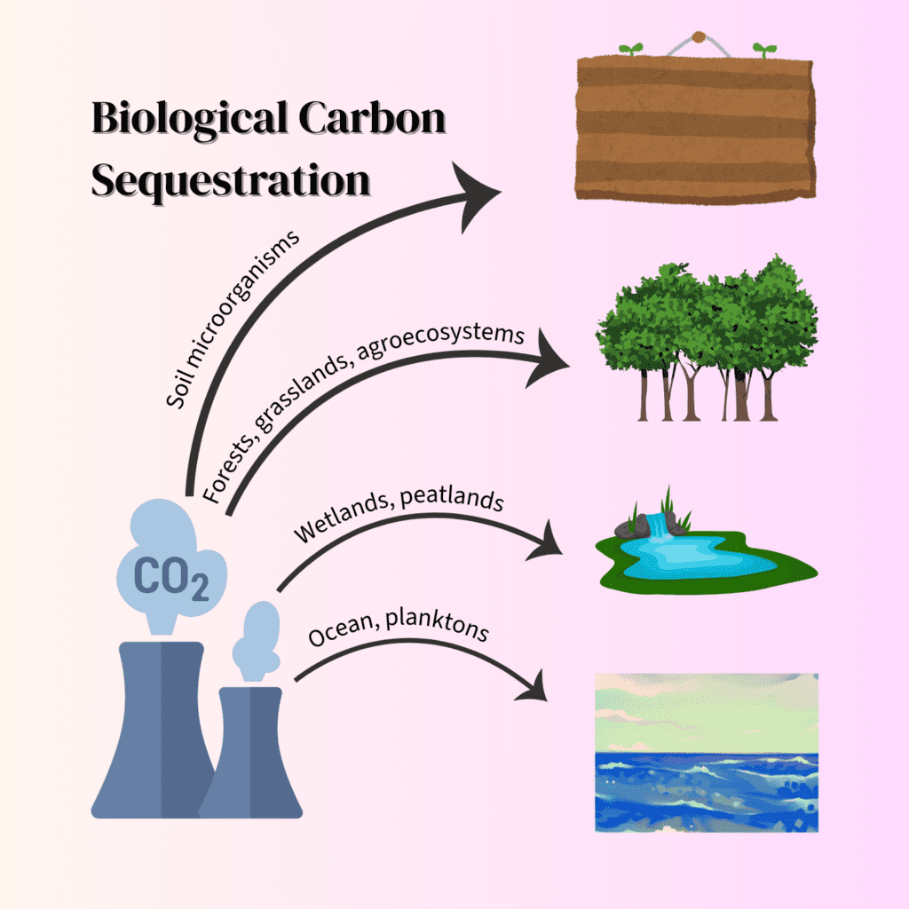 A chart illustrating different routes of carbon dioxide sequestration through biological processes.