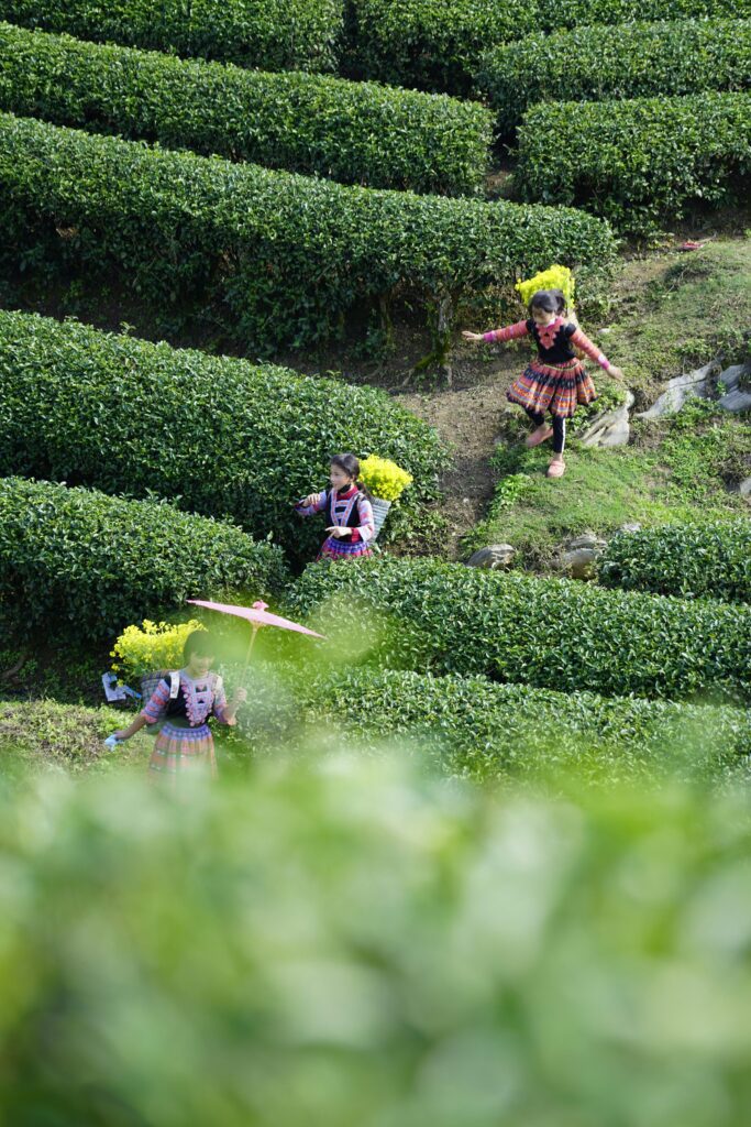 Asian women in traditional attire harvesting crops in a lush green tea plantation.